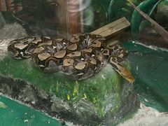 -上海大自然野生昆虫馆(东方明珠·爬宠昆虫探索中心)