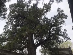 -中岳庙