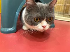 -和它·交个朋友·狗咖猫咖(爱琴海店)