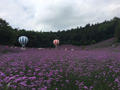 -大塘金香草谷