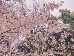 -武汉大学-樱园