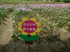 -丹樱生态园