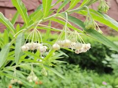 -广州神农草堂中医药博物馆