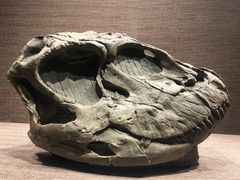 -自贡恐龙博物馆