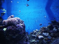 -成都浩海立方海洋公园