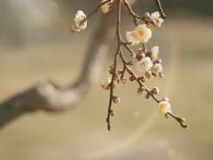 -蜀冈西峰生态公园