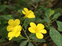 -广西壮族自治区药用植物园