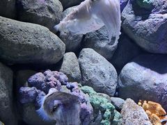 -新加坡海洋生态馆