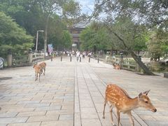-奈良公园