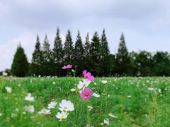 -杭州湾海上花田景区