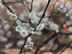 -梅花山(明孝陵内)