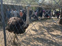 -长白岛森林公园