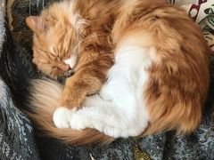-平行世界·猫咖(首经贸店)