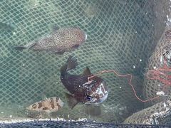 -蓝湾碧波·老字号·疍家非遗海上餐厅