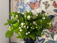 -循礼门鲜花花市(武汉循礼门店)