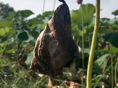 -嘉北郊野公园
