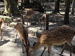 -奈良公园