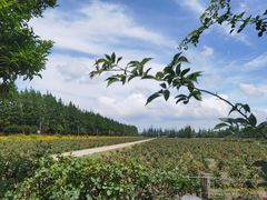 -上海长兴岛郊野公园