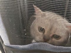 -中农国际动物医院24小时·猫科·骨科·急重症中心