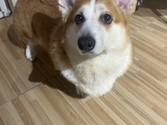 -喵小馆·猫咖狗咖猪咖·饮品店