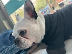 -康爱犬猫诊所·牙专科·骨外科·影像内科(丰宁店)