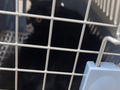 -安安宠医·臻爱宠物医院·宠保定点(营门口路分院)