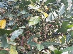 -侯臣咖啡文化村