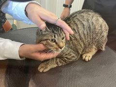 -佐罗家宠物馆·猫文化馆(紫霞路店)