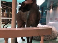 -猫小院猫主题餐厅(三里屯店)
