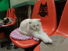 -猫咪博物馆(顶澳仔猫街店)