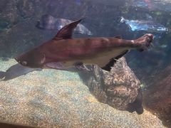 -太平洋海底世界