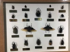 -上海昆虫博物馆