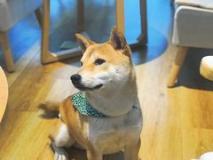 -柴犬小屋·柴餐厅·狗咖食堂(金鼎广场店)
