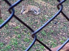 -哈尔滨北方森林动物园