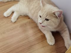 -COLOR PETS 撸猫馆·购猫·猫咖(长风大悦城店)