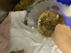 -达爱动物医院·犬猫分区·CT·复杂眼科(远洋山水分院)