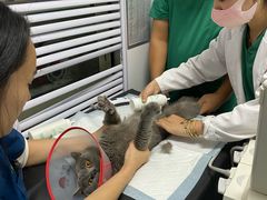 -瑞派长江宠物医院·猫科·外科·24小时夜护(谊城公寓分院)