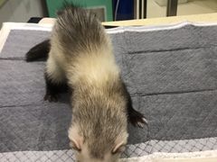 -雨林宠物医院 非犬猫异宠专科