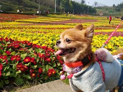 -南山植物园