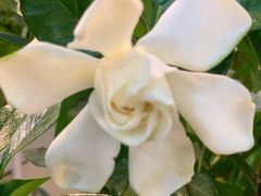 -双季花艺园艺市场(浦东店)