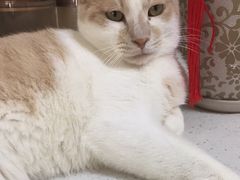 -鼓捣猫呢主题猫咖店