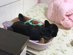 术后当天晚上休息-伟伟宠物医院·CT影像中心·瑞派犬猫综合性门诊(汉口总院)