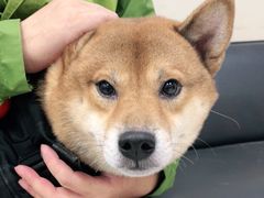 -申普宠物医院·心脏介入·心血管微创(总院)