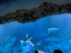 -芜湖新华联大白鲸海洋公园