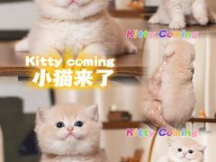 -小猫来了·猫舍(红山六九七九店)