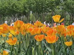 -石家庄市植物园