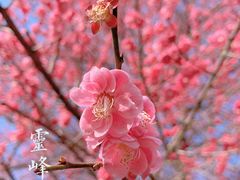 -杭州植物园