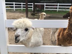 -哈尔滨北方森林动物园