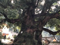 -杨家堂村