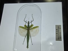 -上海昆虫博物馆